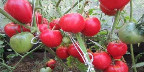 Turbomlazni paradajz: recenzije, fotografije, prinos